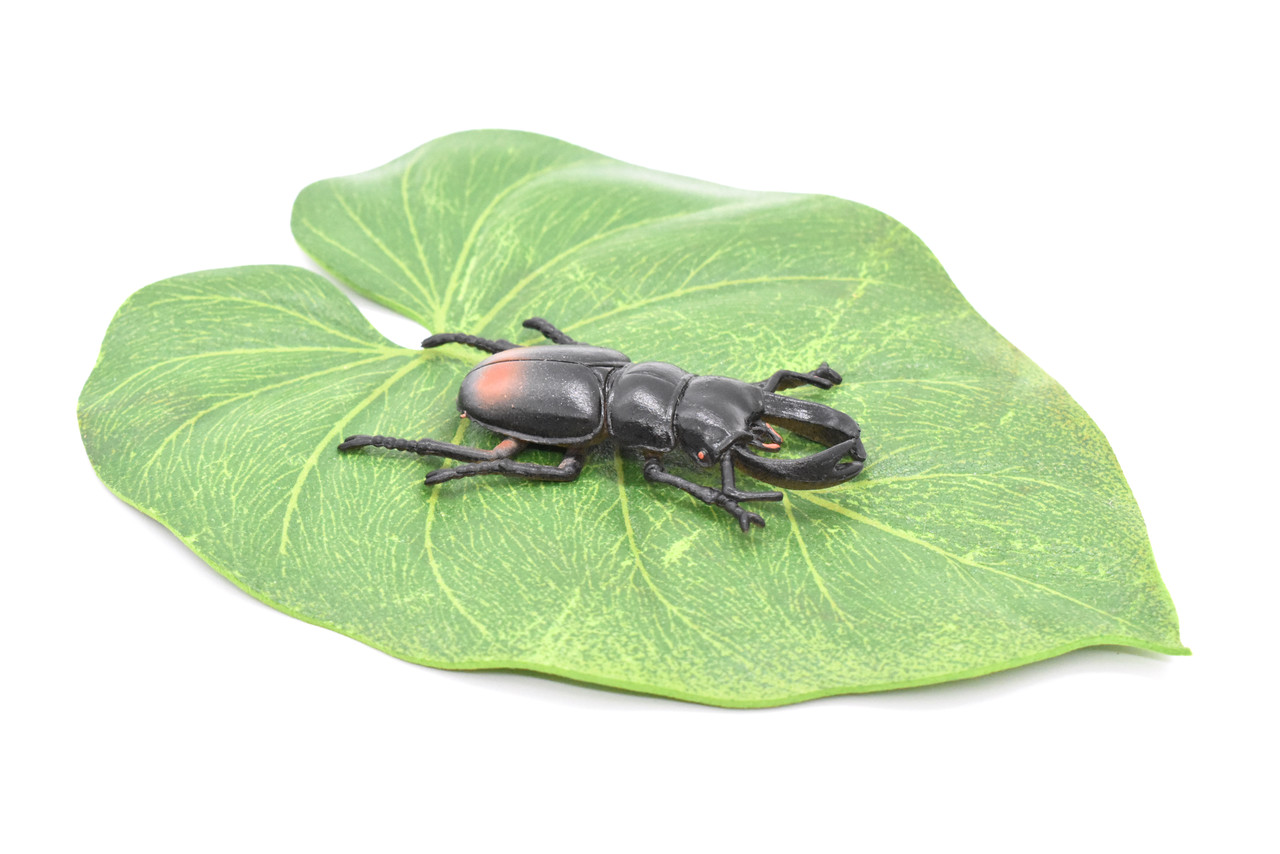 Stag Beetle, Lucanus cervus, Realistic Rubber Model, Bug, Insect, Educational, Hand Painted, Figure, Lifelike, Model, Figurine, Replica, Toy,  2 1/2 Inches  