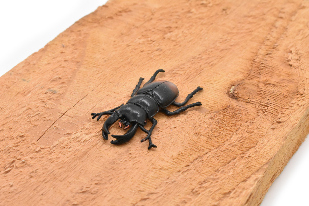 Stag Beetle, Lucanus cervus, Realistic Rubber Model, Bug, Insect, Educational, Hand Painted, Figure, Lifelike, Model, Figurine, Replica, Toy,  2 1/2 Inches  
