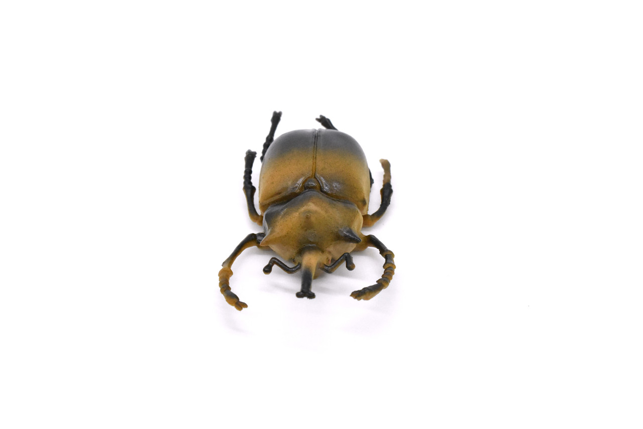 Elephant Beetle, Megasoma Elephas, Realistic Rubber Model, Bug, Insect, Educational, Hand Painted, Figure, Lifelike, Model, Figurine, Replica, Toy, 3 Inches.
