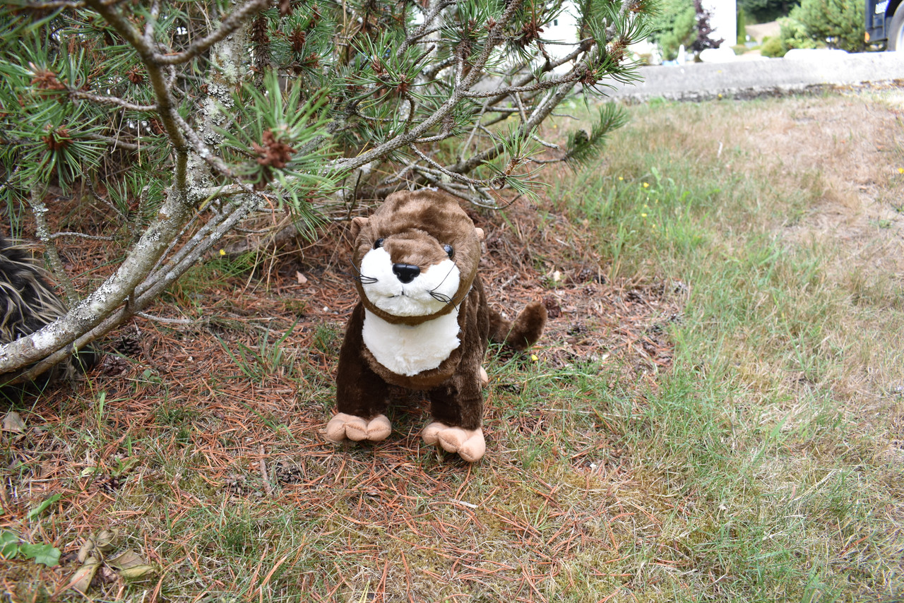 Otter, River, Very Nice Plush, Stuffed Animal, Educational, Toy, Kids, Realistic Figure, Lifelike Model, Replica, Gift,    18"     F4369 B477