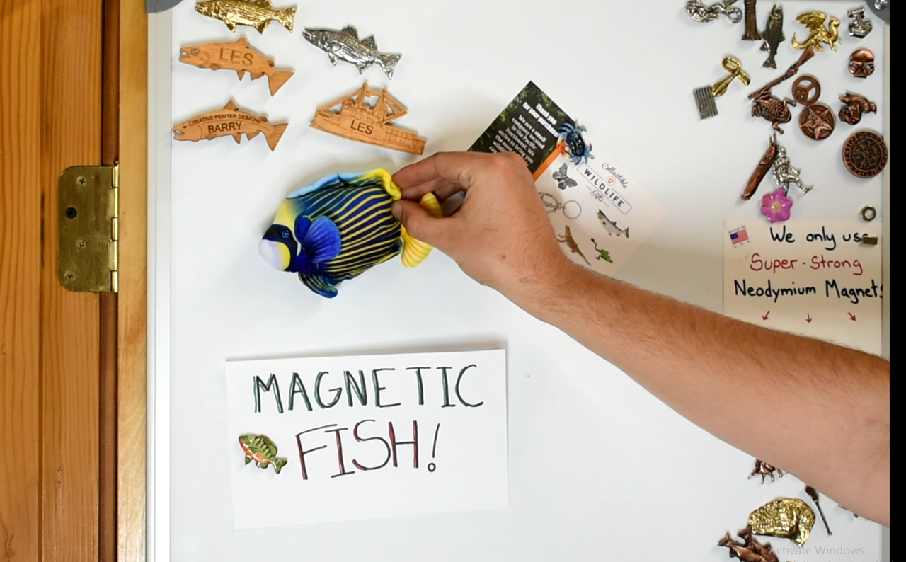 AngelFish, Pterophyllum, Cichlids, Tropical Fish Magnet, Fish Design, Realistic Figure, Educational, Figure, Lifelike,  Model, Figurine, Replica,  5 1/2 Inches