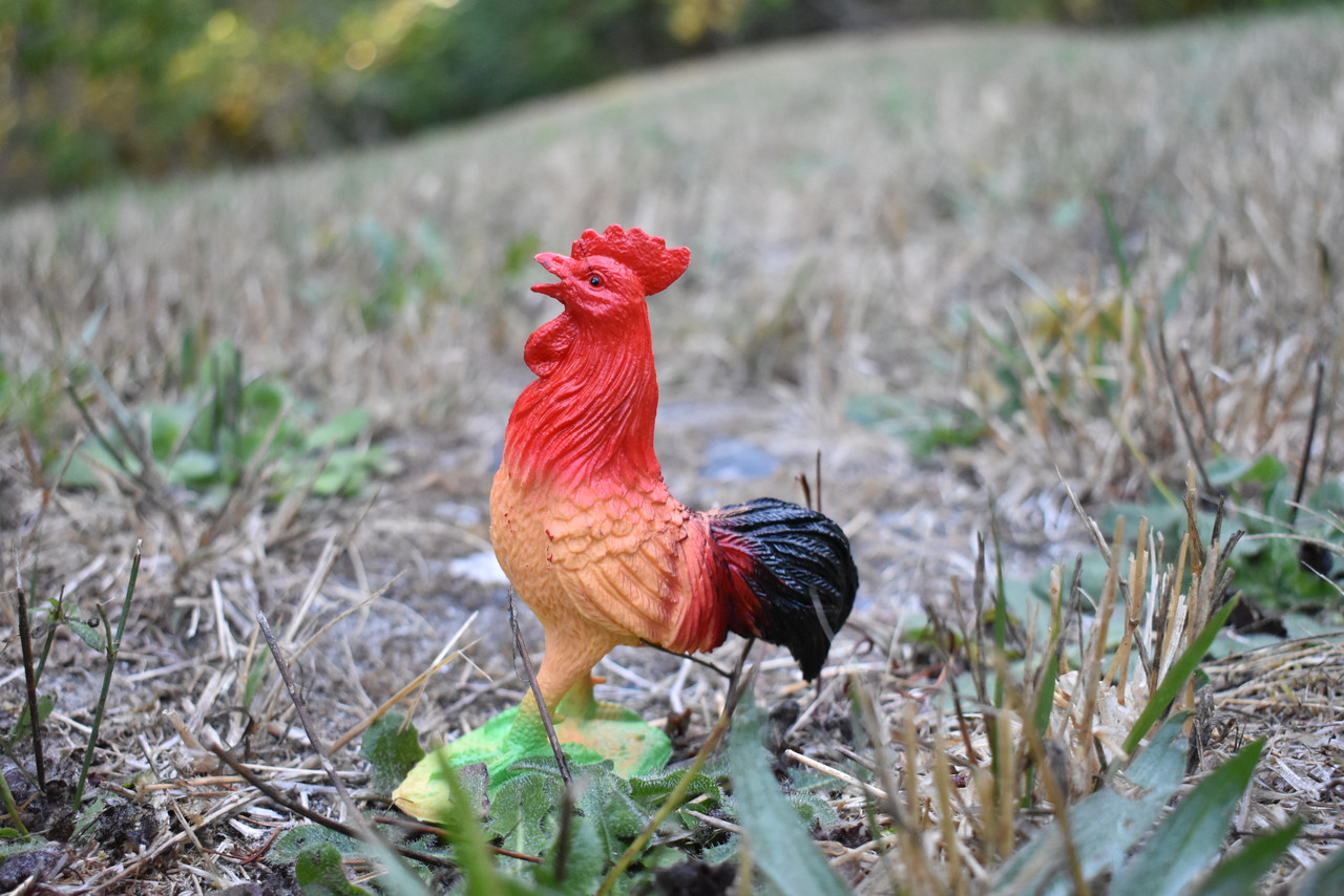 Rooster, Chicken, Red Rooster, Hand Painted, Realistic, Plastic Animal Design, Barn Bird, Educational, Diorama Model, Lifelike, Toy,  4 1/2 Inches. 