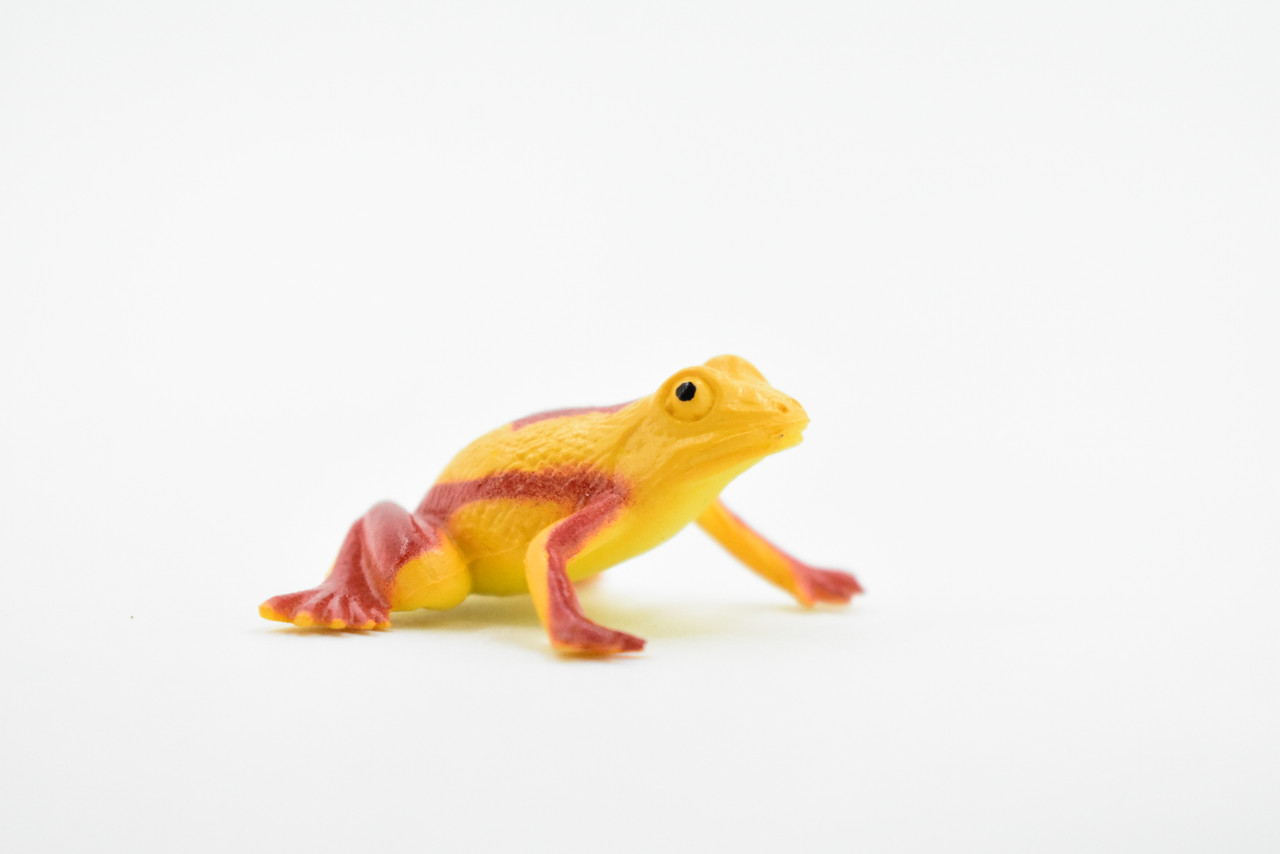 Panamanian golden frog, Poison Dart Fire Frog, Arrow Frog, Very Nice Plastic Design, Educational, Diorama, Realistic Figure, Toy, Kids, Gift,  1 1/2 Inches.  WG20 B47