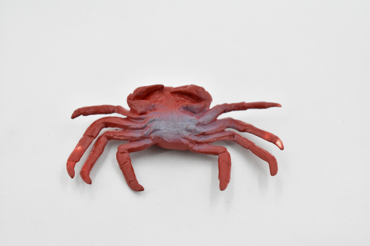 Sally Lightfoot Crab, Galapagos Islands, Educational, Hand Painted, Realistic Crab Figure, Lifelike, Diorama, Toy, Kids, Gift,   2 3/4 Inches.  F1591 B150