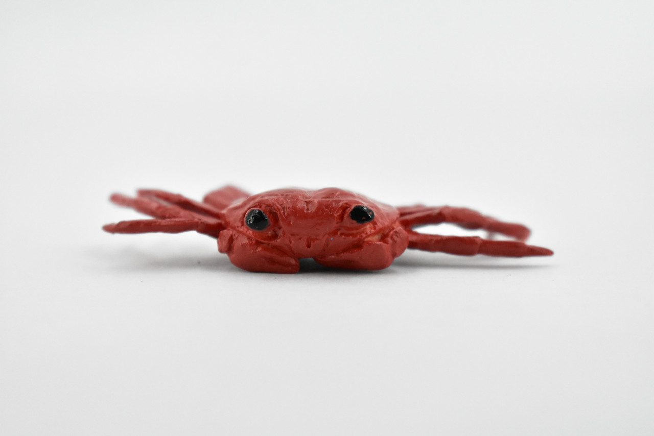 Sally Lightfoot Crab, Galapagos Islands, Educational, Hand Painted, Realistic Crab Figure, Lifelike, Diorama, Toy, Kids, Gift,   2 3/4 Inches.  F1591 B150