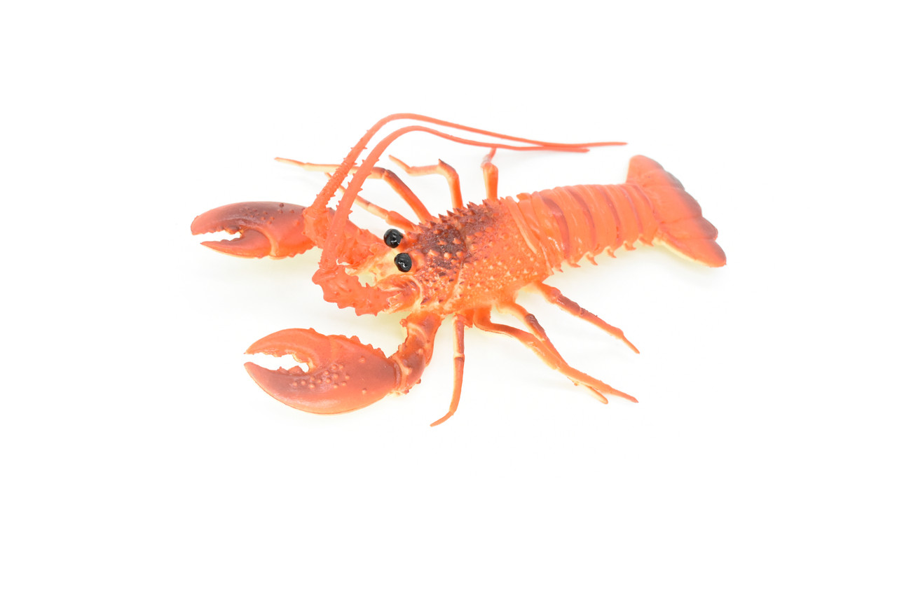 Lobster, Squeaks and Squirts Water, Rubber Crustaceans, Educational, Figure, Lifelike, Model, Replica, Gift,    12"   With Antenna    F1461 B212