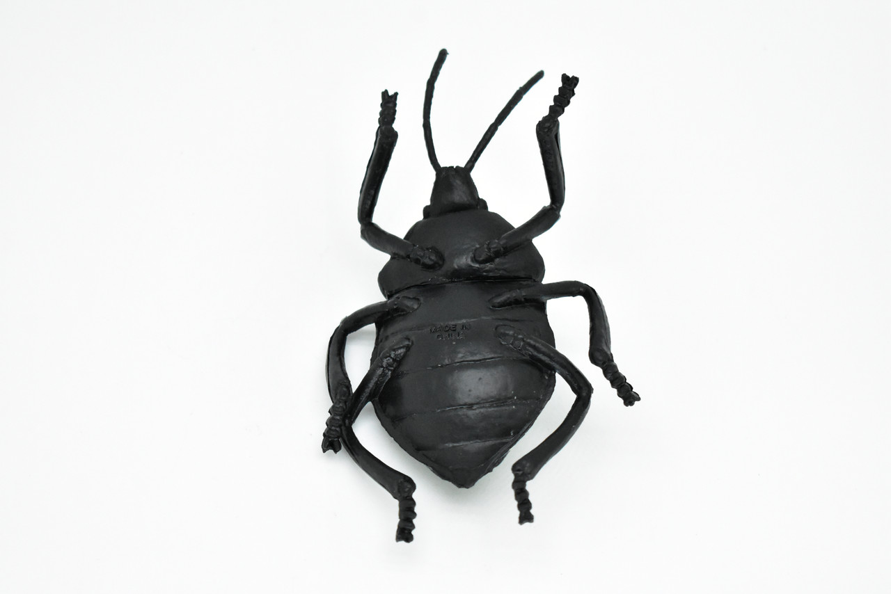 Beetle, Weevil, Grey, Very Nice Rubber Replica    5"   -    CWG83 B153