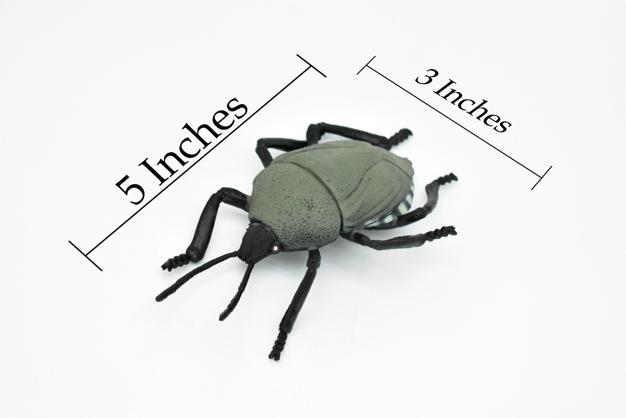 Beetle, Weevil, Grey, Very Nice Rubber Replica    5"   -    CWG83 B153