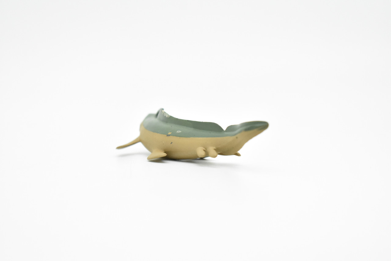 Xenacanthus Extinct Shark Toy Plastic Replica 4"  Long F3159-B627