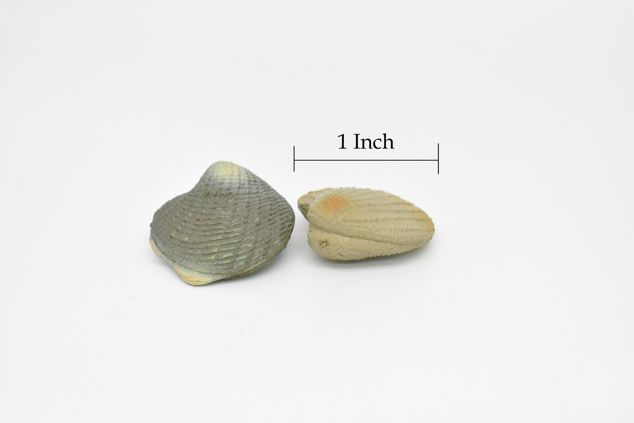 Clams, Pair of Two, Littleneck Clams, Mercenaria mercenaria, Hand Painted, Realistic, Solid Rubber, Saltwater, Educational Model, Diorama Model, Toy, 1 1/4 Inches.