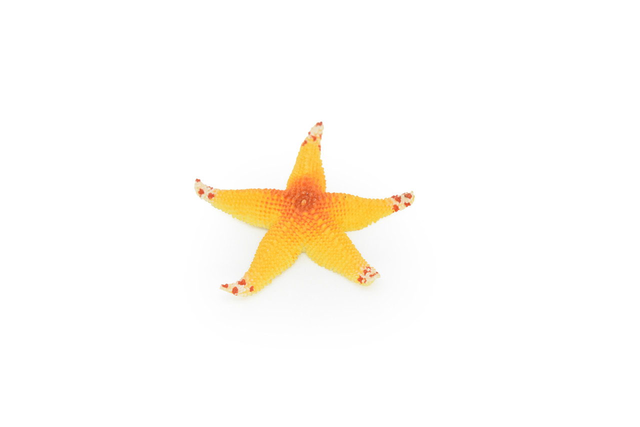 Starfish, Orange, Realistic Plastic Star Fish Model, Toy, Kids Educational Gift, Animal, Figure     1"     CWG142 BB28