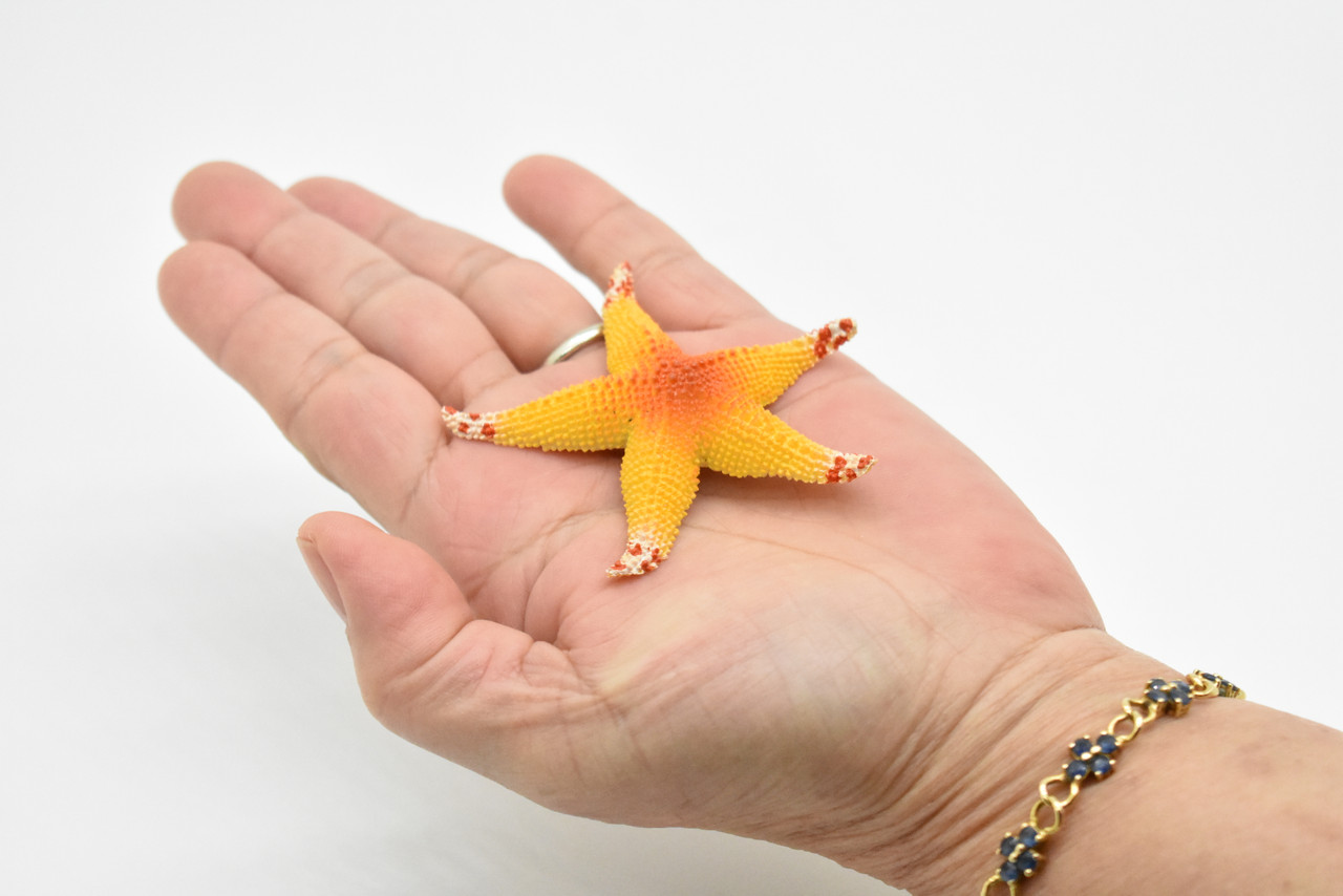 Starfish, Orange, Realistic Plastic Star Fish Model, Toy, Kids Educational Gift, Animal, Figure     1"     CWG142 BB28