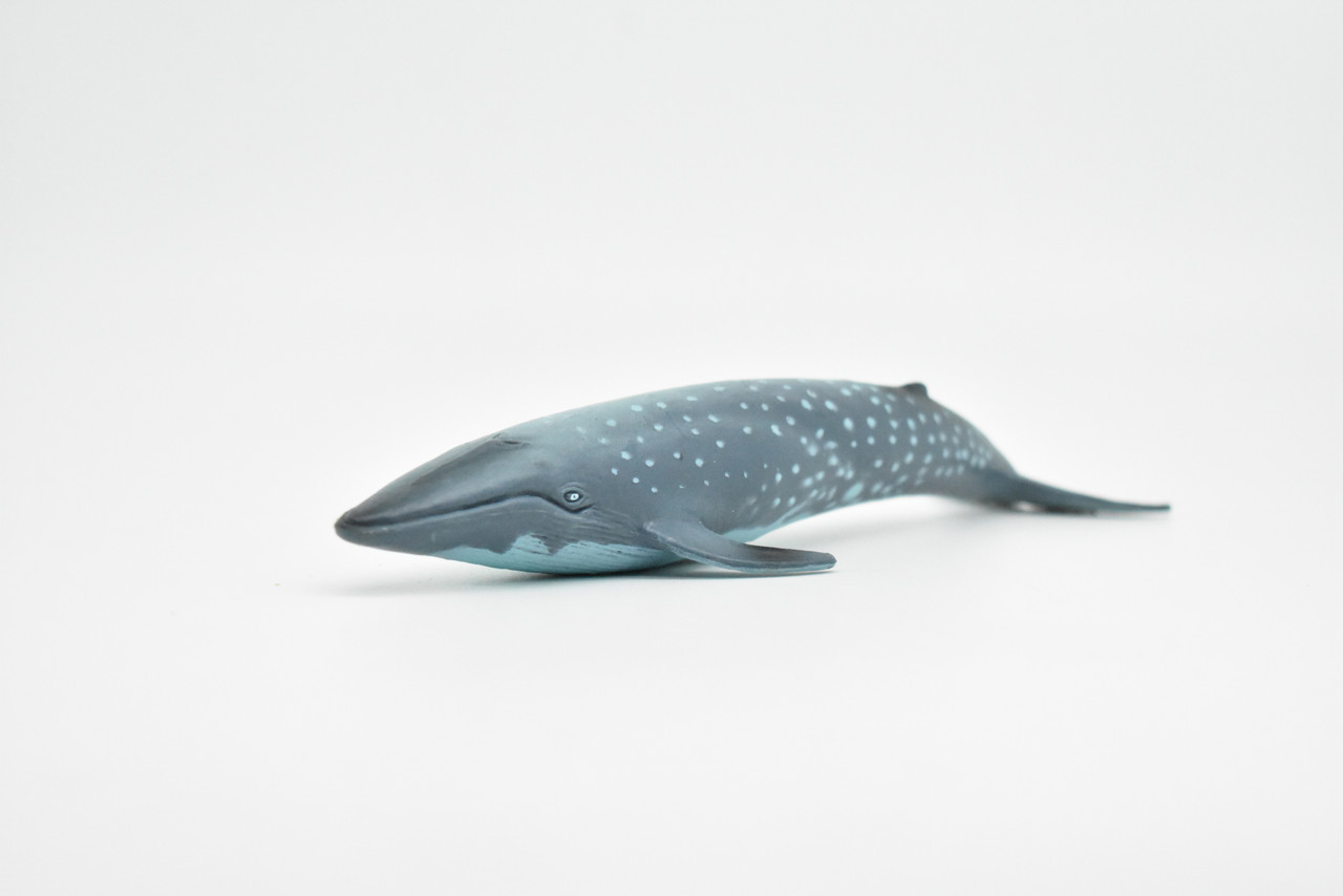Blue Whale, Balaenoptera musculus, Museum Quality, Realistic Plastic Animal Design, Hand Painted, Educational, Lifelike, Diorama Model, Toy, Kids, Gift,  7 Inches.      CWG145 BB28