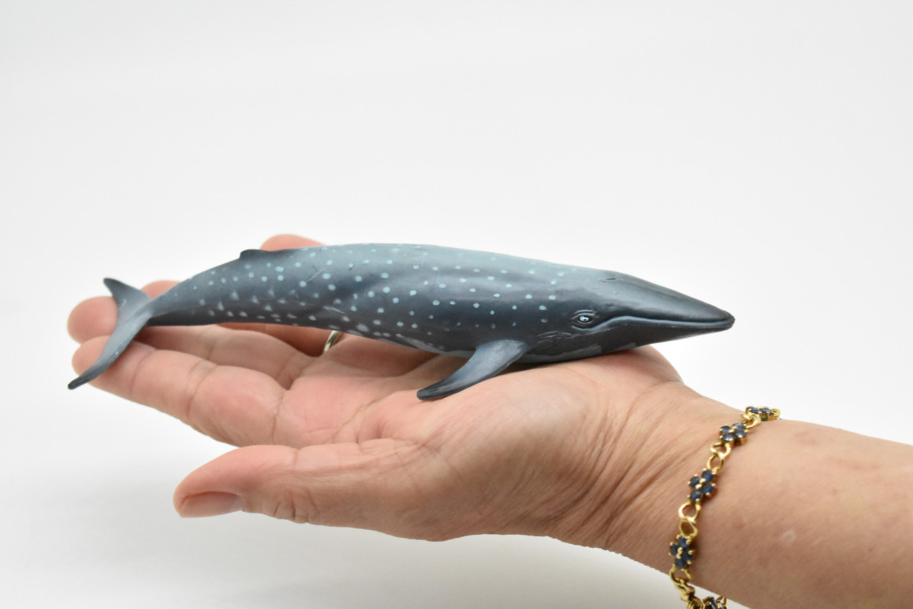 Blue Whale, Balaenoptera musculus, Museum Quality, Realistic Plastic Animal Design, Hand Painted, Educational, Lifelike, Diorama Model, Toy, Kids, Gift,  7 Inches.   