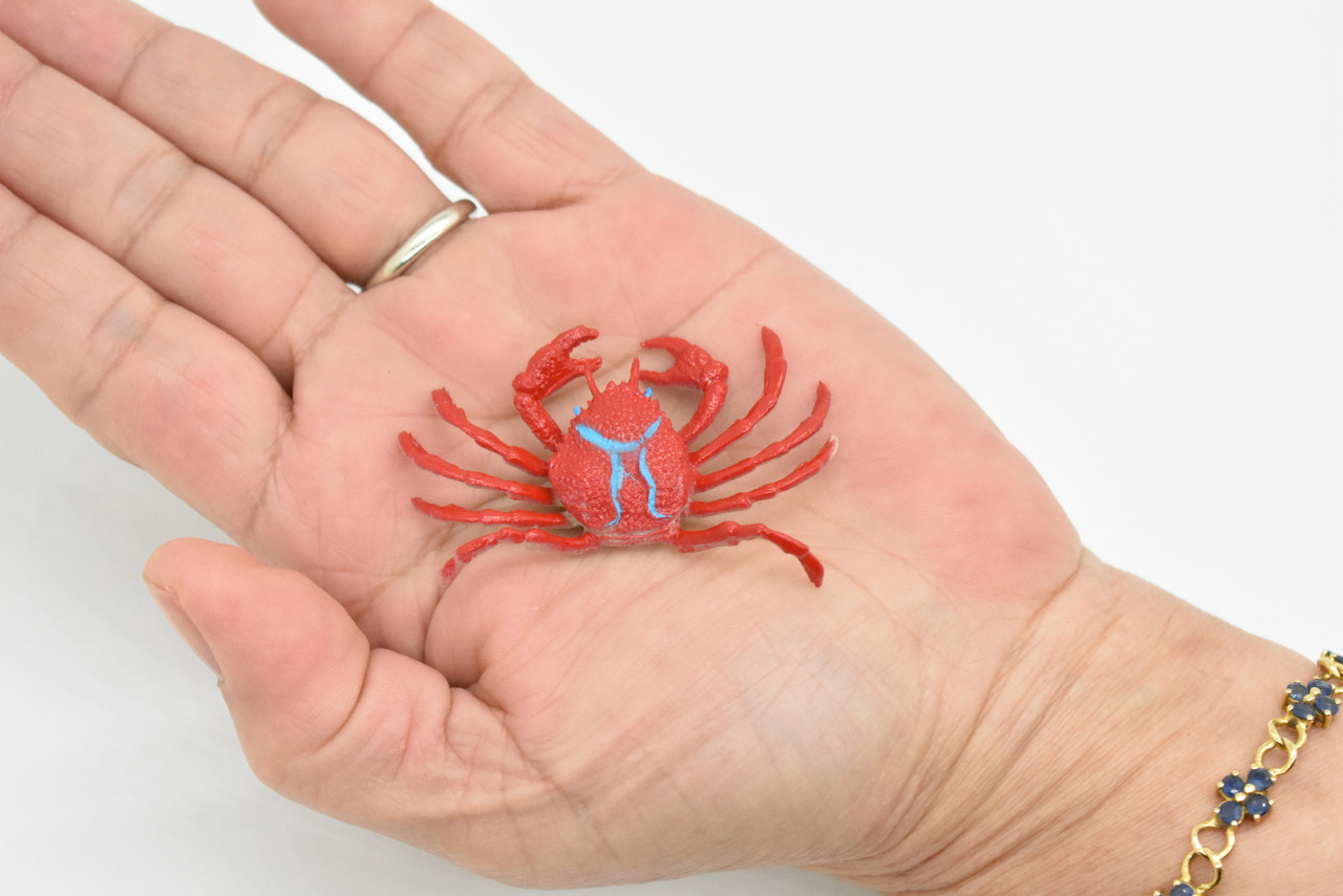 Crab, Red Rock Crab, Cancer productus, Hand Painted, Realistic, Solid Rubber, Saltwater, Educational Model,  Figure, Lifelike, Diorama Model, Toy,  2 Inches 