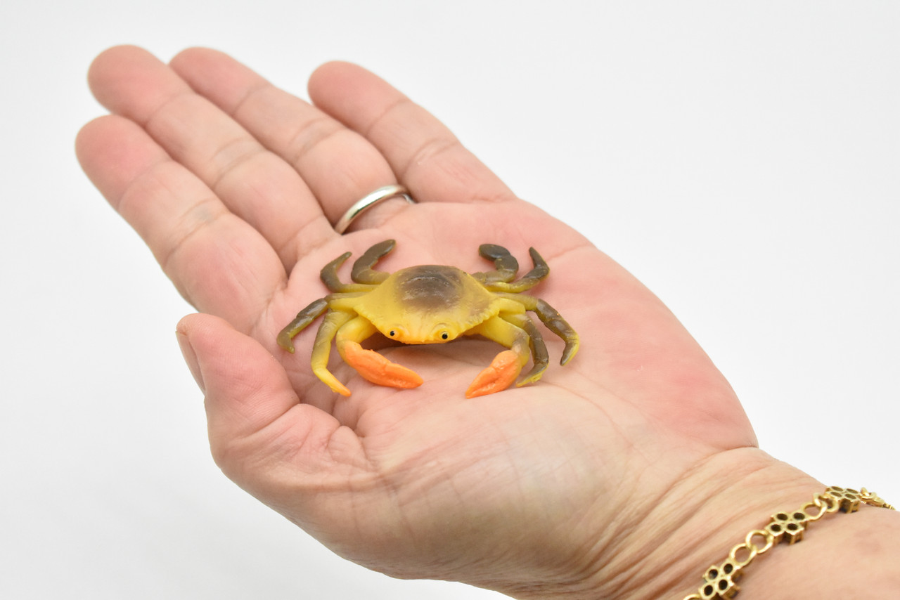 Crab, Saltwater, Crustacean Design, Cancer productus, Hand Painted, Realistic, Solid Rubber, Educational Figure, Lifelike, Diorama Model, Toy, 2 1/2 Inches. 