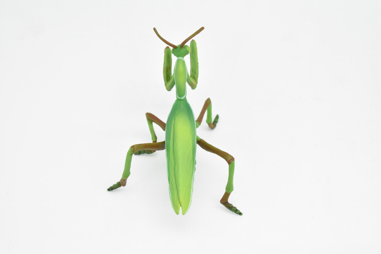 Praying Mantis, Museum Quality, Rubber Insect, Design, Educational, Hand Painted, Figure, Lifelike Toy, Model, Figurine, Replica, Gift,   4"      CWG243 B239