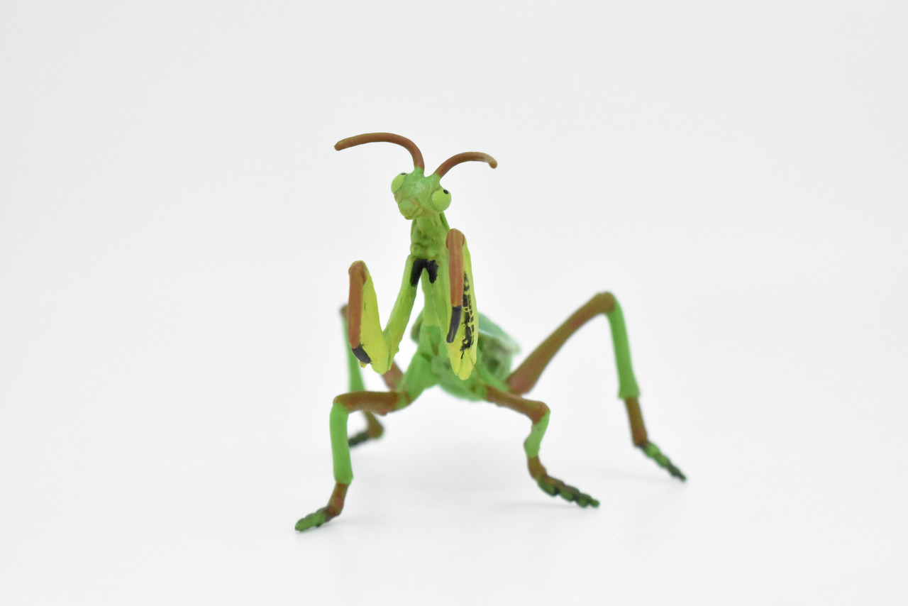 Praying Mantis, Museum Quality, Rubber Insect, Design, Educational, Hand Painted, Figure, Lifelike Toy, Model, Figurine, Replica, Gift,   4"      CWG243 B239