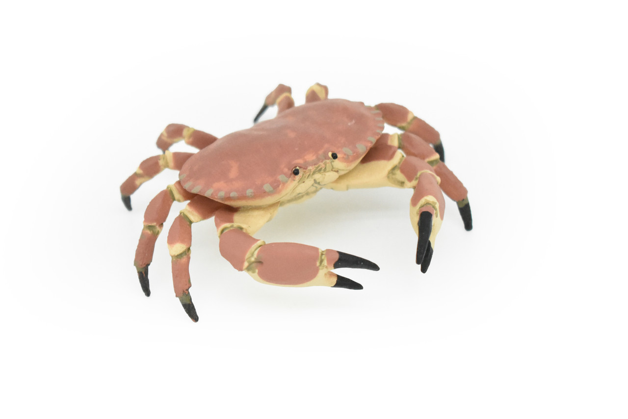 Crab, Dungeness Crab, Museum Quality, Rubber, Crustaceans, Educational, Realistic, Hand Painted, Figure, Lifelike Figurine, Replica, Gift,     3"      CWG253B 240