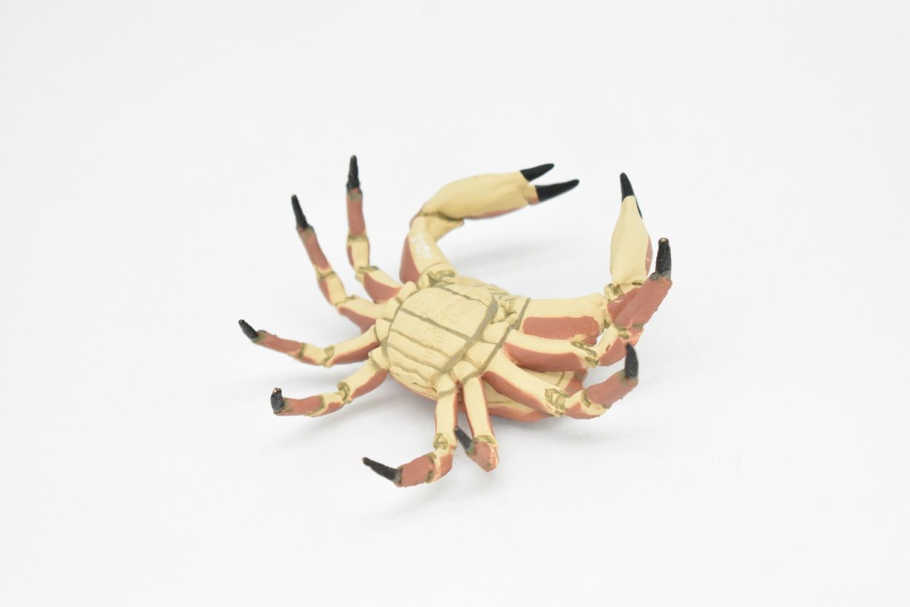 Crab, Dungeness Crab, Museum Quality, Rubber, Crustaceans, Educational, Realistic, Hand Painted, Figure, Lifelike Figurine, Replica, Gift,     3"      CWG253B 240