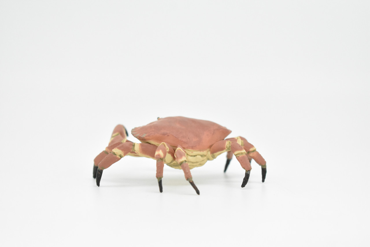 Crab, Dungeness Crab, Museum Quality, Rubber, Crustaceans, Educational, Realistic, Hand Painted, Figure, Lifelike Figurine, Replica, Gift,     3"      CWG253B 240