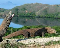 Komodo Dragon, Varanus komodoensis, Monitor Lizard, Museum Quality, Rubber, Reptile, Educational, Realistic, Hand Painted, Lifelike, Diorama Model, Toy, Gift,   6 Inches.   CWG258 B241