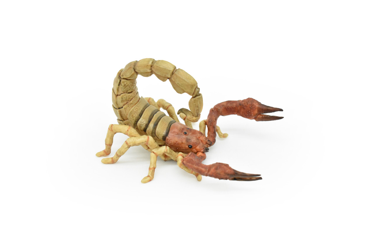 Scorpion, Scorpiones, Museum Quality Rubber Arachnids, Educational, Realistic Hand Painted Figure, Lifelike Figurine, Replica, Gift,      3 1/2"     CWG256 B240