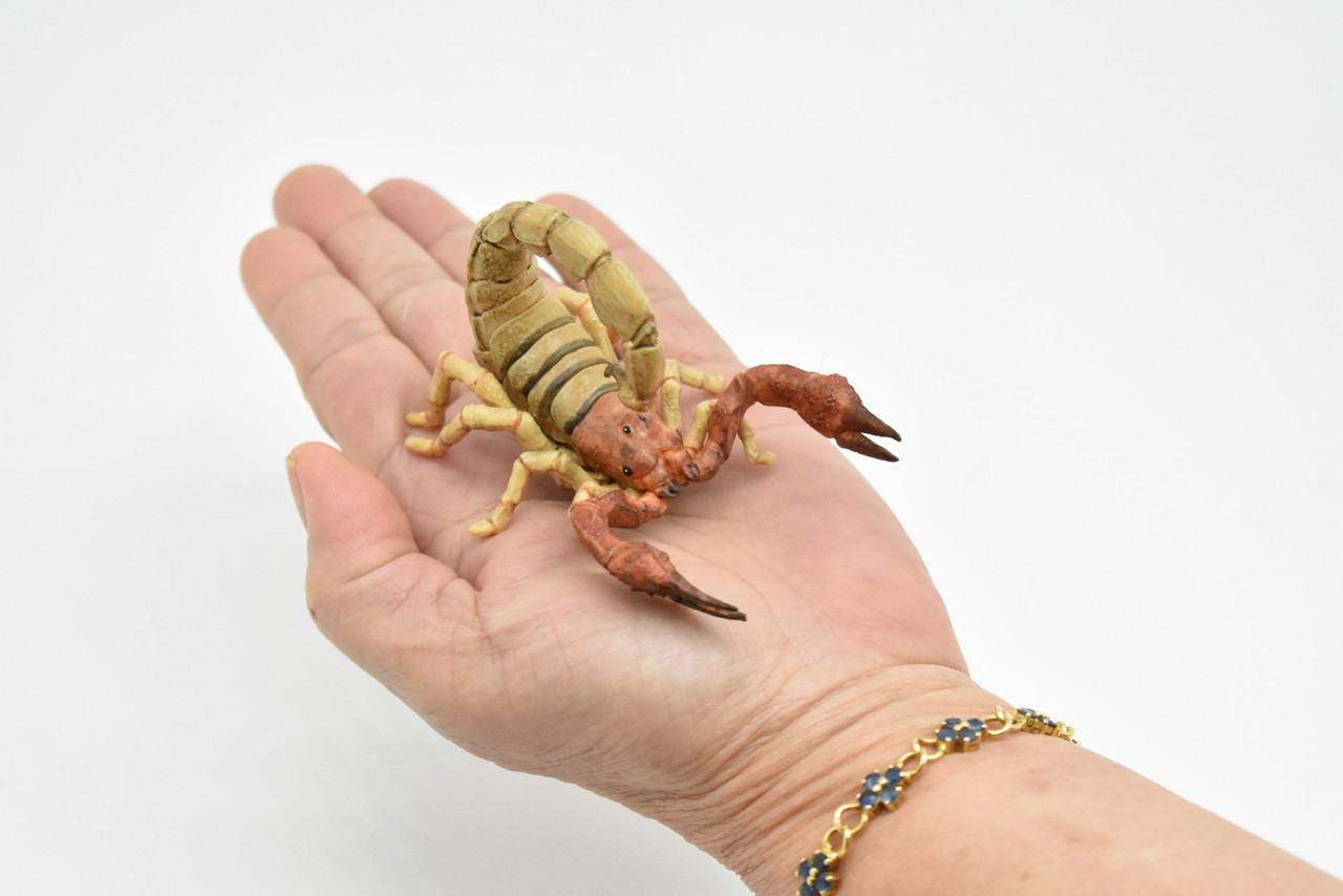 Scorpion, Scorpiones, Museum Quality Rubber Arachnids, Educational, Realistic Hand Painted Figure, Lifelike Figurine, Replica, Gift,      3 1/2"     CWG256 B240