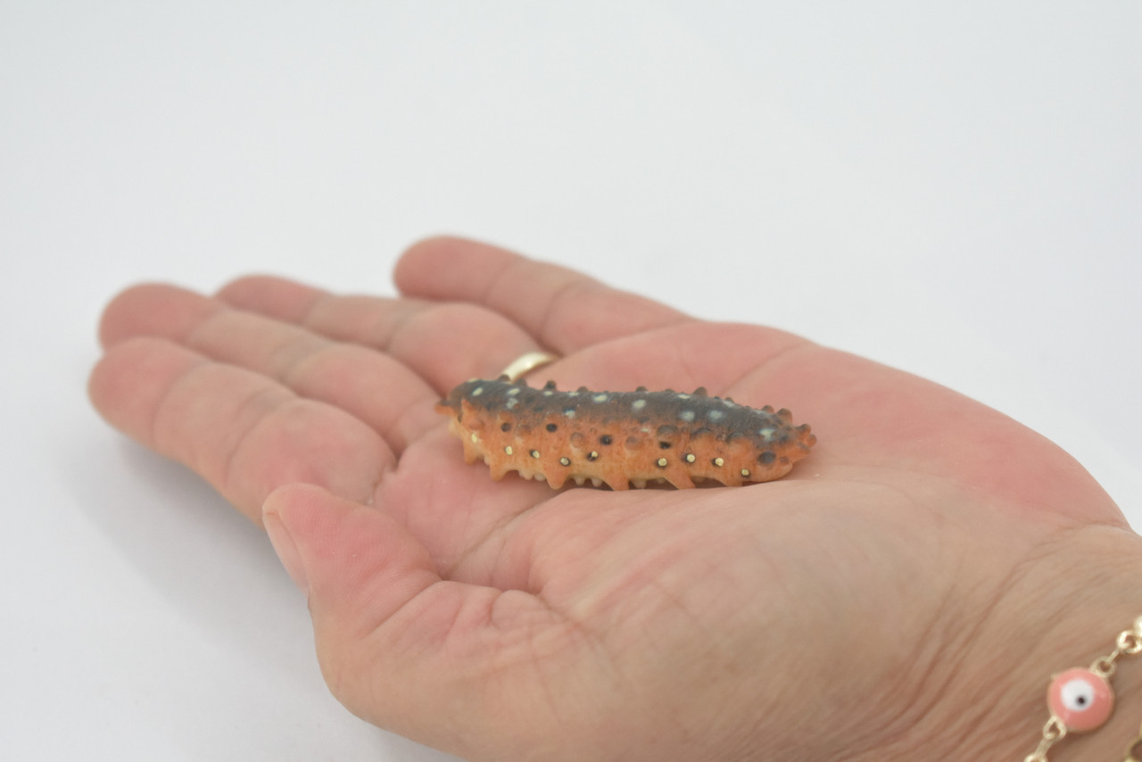 Sea Cucumber, Very Nice Plastic Echinoderms, Educational, Toy, Kids, Realistic Figure, Lifelike Model, Figurine, Replica, Gift,     2"     CWG266 B46             