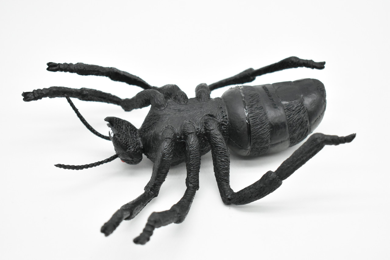 Ant, Carpenter Ant, Black, RubberInsect, Realistic Figure, Model, Replica, Toy, Kids, Educational, Gift,        6"       F2089-B493