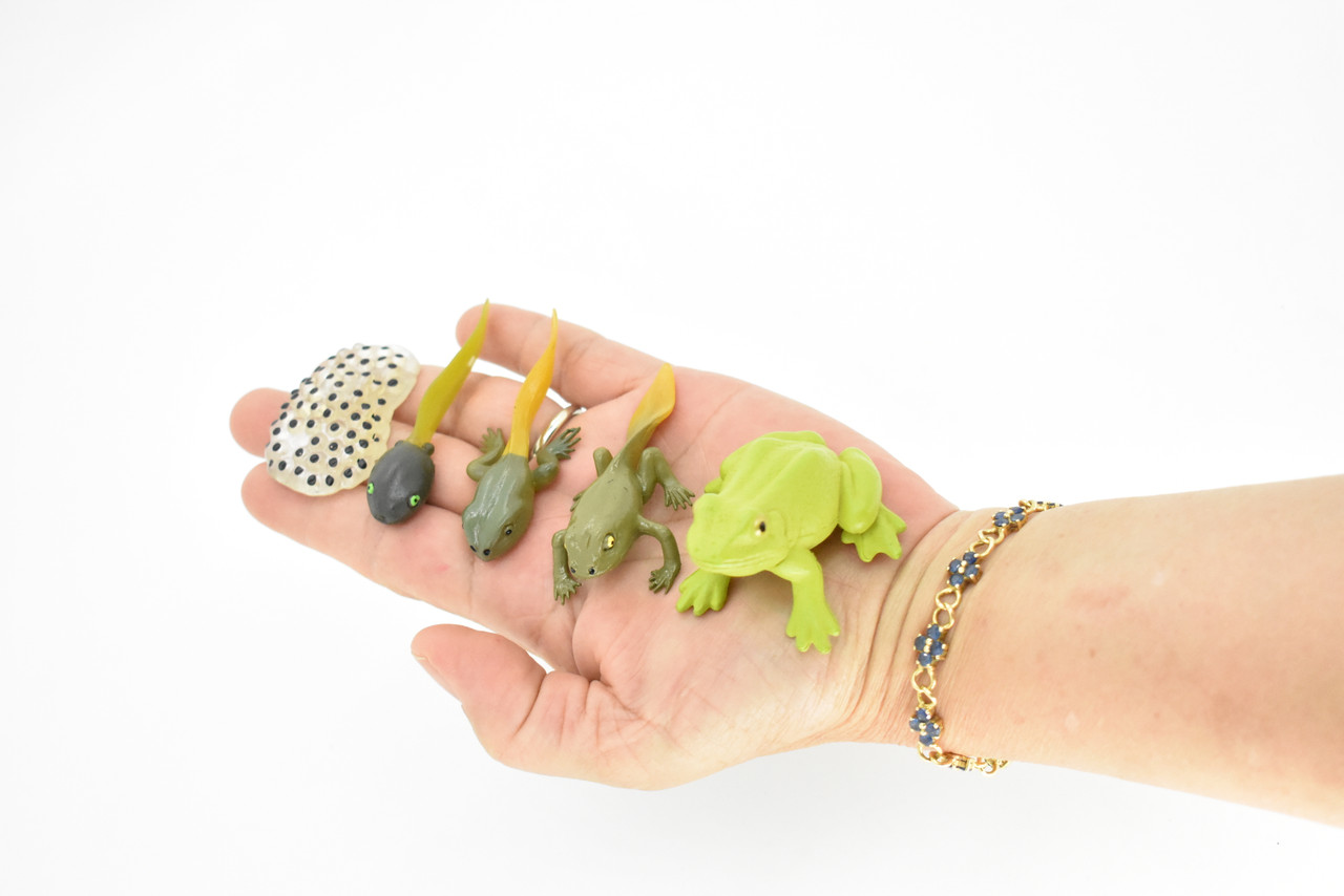 Frog Life Cycle, Amphibian Metamorphosis, 5 Stages, Realistic Rubber Model, Bug, Insect, Educational, Hand Painted, Figure, Lifelike, Replica, 2 1/2 Inches. 