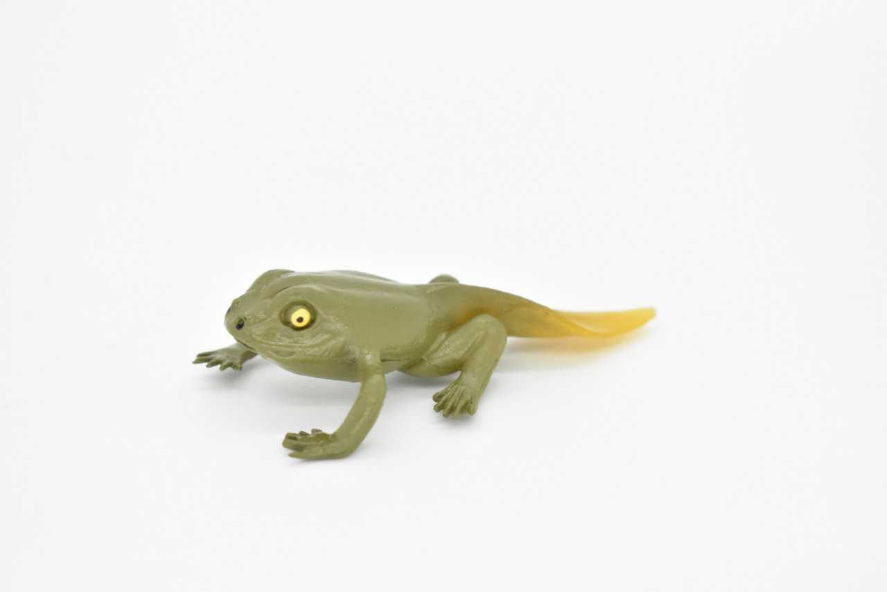 Frog, Learn the Frog Life Cycle, Very Nice Plastic Figure, Model, Realistic Replica, Educational, Figurine, Animal, Life Like, 5 Stages,   2 1/2"   CH01 B231