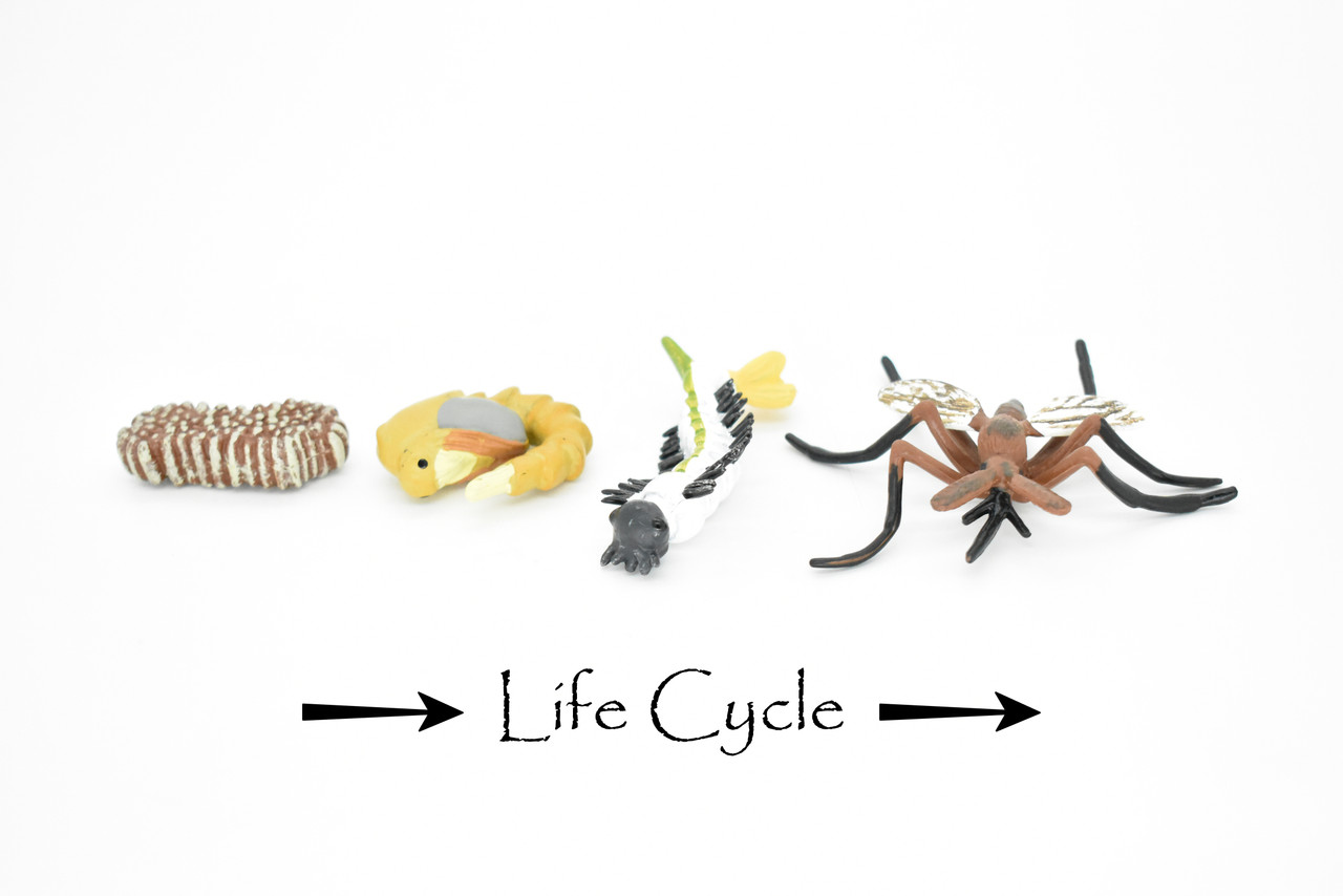 Mosquito, Learn the Mosquito Life Cycle, Very Nice Plastic Figure, Model, Realistic Replica, Educational, Figurine, Animal, Life Like, 4 Stages,   2 1/2"   CH02 B231