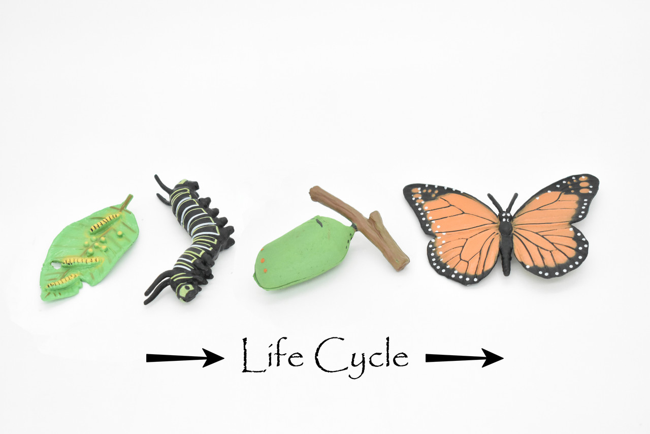 Monarch Butterfly Life Cycle, 4 Stages, Educational, Museum Quality, Hand Painted, Rubber Insect, Figure, Diorama Model, Realistic, Kids, Toys,  3  Inches.