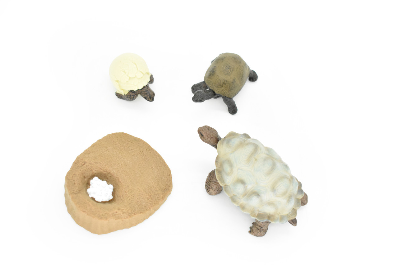 Tortoise, Learn the Tortoise Life Cycle, Very Nice Plastic Figure, Model, Realistic Replica, Educational, Figurine, Animal, Life Like, 4 Stages,   2 1/2"  CH05 B231