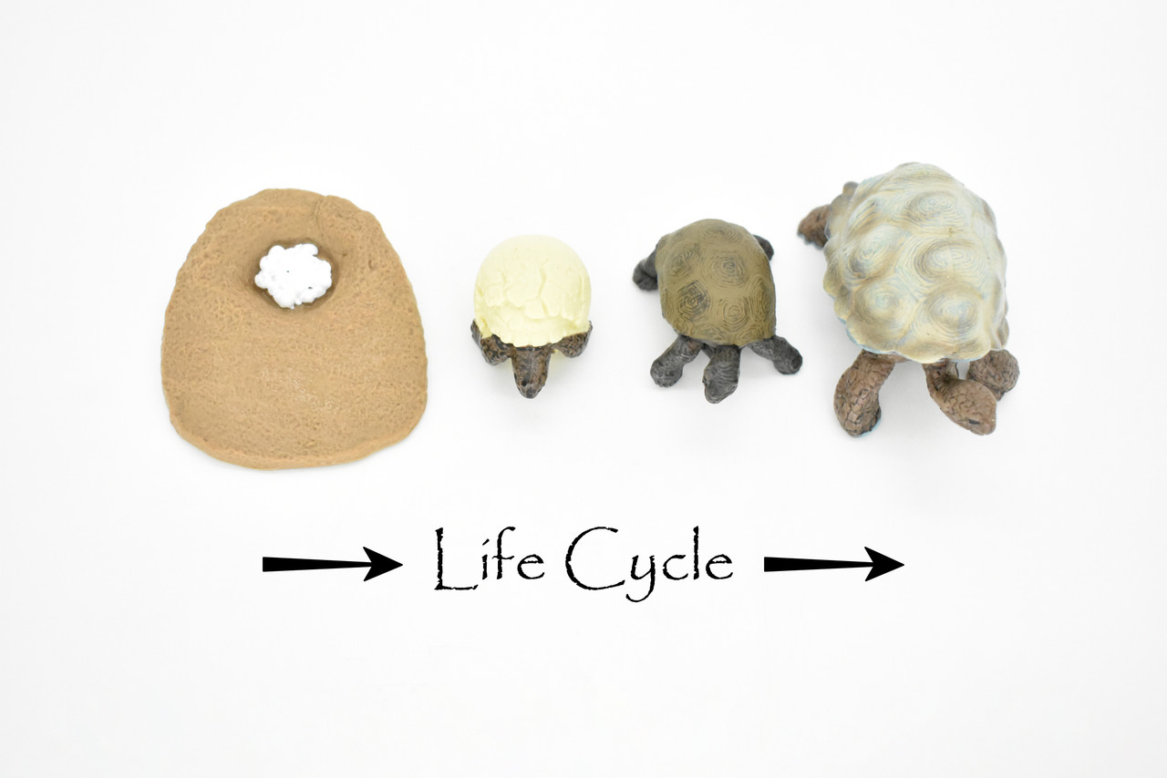 Tortoise, Learn the Tortoise Life Cycle, Very Nice Plastic Figure, Model, Realistic Replica, Educational, Figurine, Animal, Life Like, 4 Stages,   2 1/2"  CH05 B231