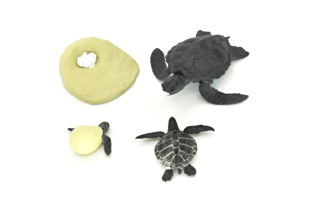 Sea Turtle, Learn the Sea Turtle Life Cycle, Very Nice Plastic Figure, Model, Realistic Replica, Educational, Figurine, Animal, Life Like, 4 Stages,   4"   CH06 B231