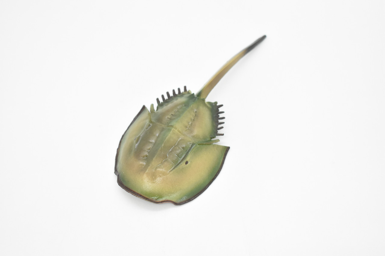 Horseshoe Crab Life Cycle, 4 Piece Set, Hand Painted, Educational, High Quality Rubber Reptile, Realistic, Diorama, Figure, Toys, Kids,  4  1/2 Inches.