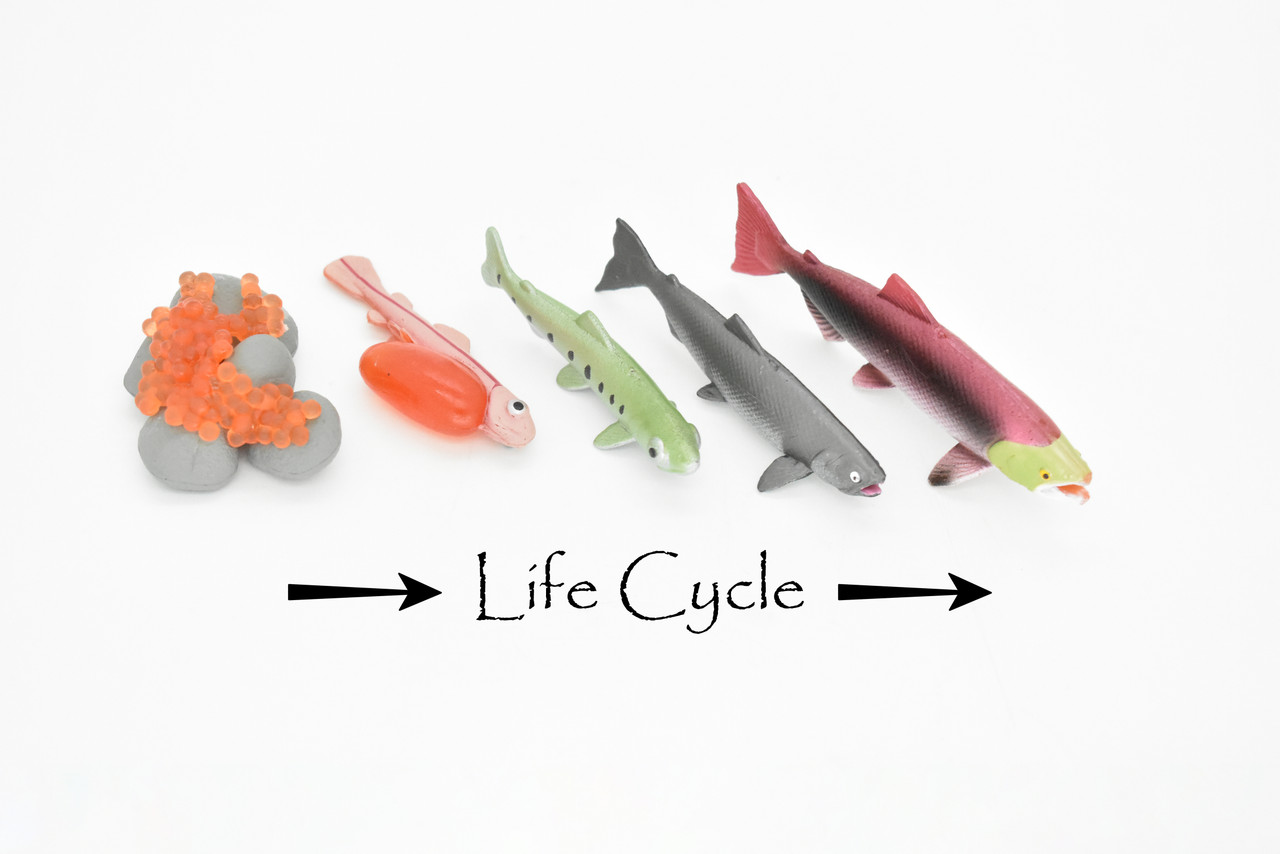 Salmon, Learn the Salmon Life Cycle, Very Nice Plastic Figure, Model, Realistic Replica, Educational, Figurine, Animal, Life Like, 5 Stages,   3 1/2"   CH11 B231