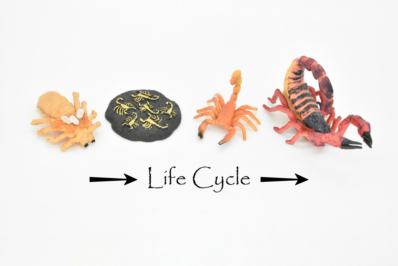 Scorpion, Learn the Scorpion Life Cycle, Very Nice Plastic Figure, Model, Realistic Replica, Educational, Figurine, Animal, Life Like, 4 Stages,   3 1/2"    CH12 B231