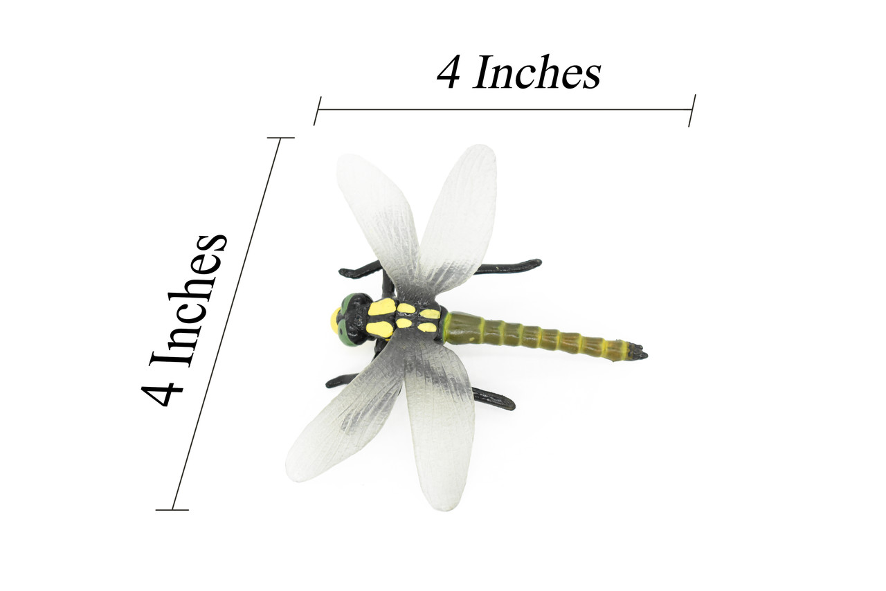 Dragonfly, Pachydiplax longipennis, Museum Quality, Rubber Insect, Hand Painted, Realistic Toy Figure, Diorama Model, Kids, Educational, 4 Inches.