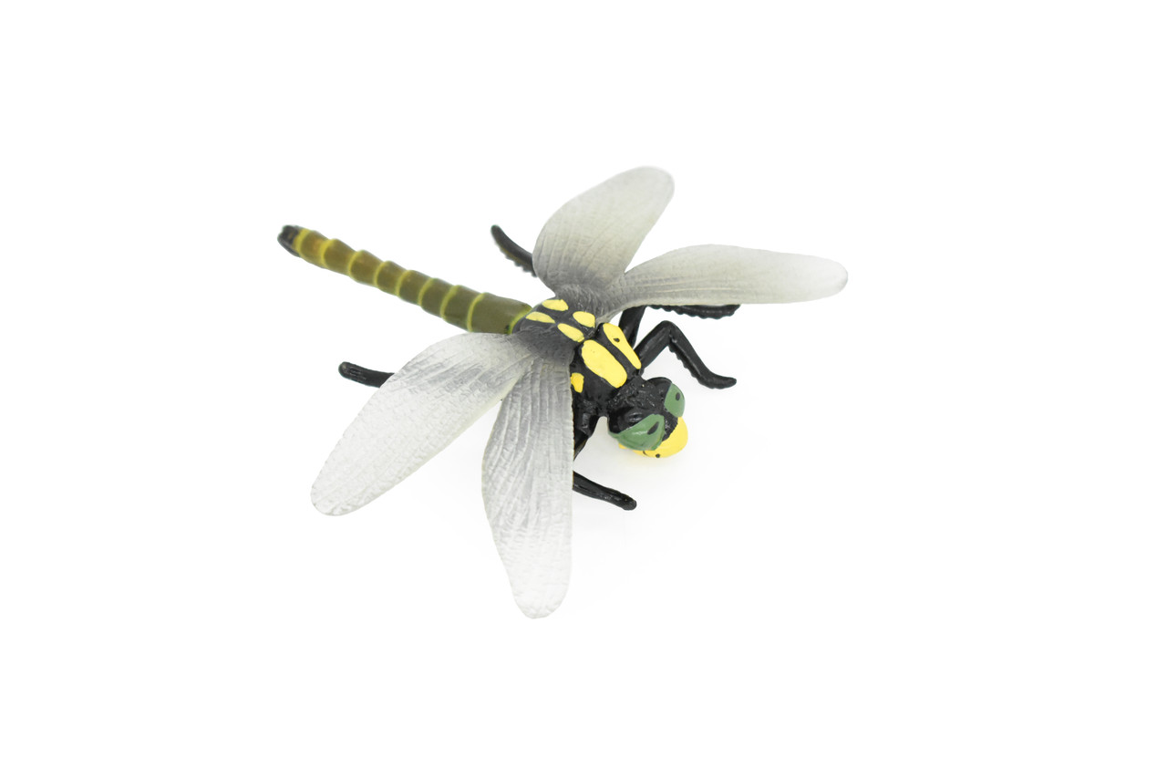 Dragonfly, Pachydiplax longipennis, Museum Quality, Rubber Insect, Hand Painted, Realistic Toy Figure, Diorama Model, Kids, Educational, 4 Inches.