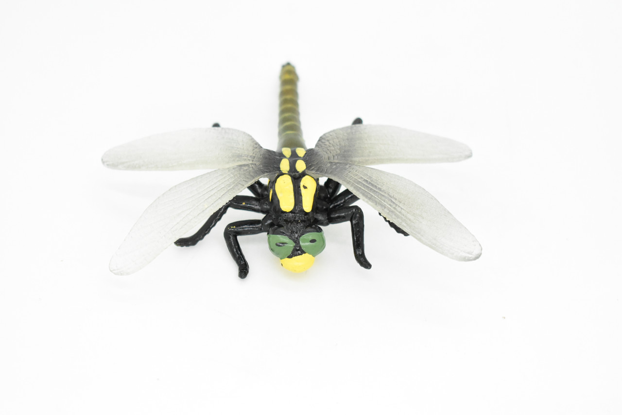Dragonfly, Pachydiplax longipennis, Museum Quality, Rubber Insect, Hand Painted, Realistic Toy Figure, Diorama Model, Kids, Educational, 4 Inches.