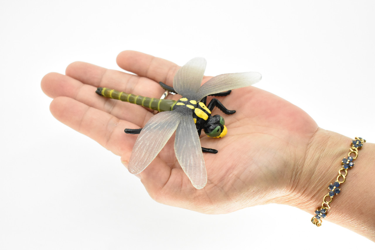 Dragonfly, Pachydiplax longipennis, Museum Quality, Rubber Insect, Hand Painted, Realistic Toy Figure, Diorama Model, Kids, Educational, 4 Inches.