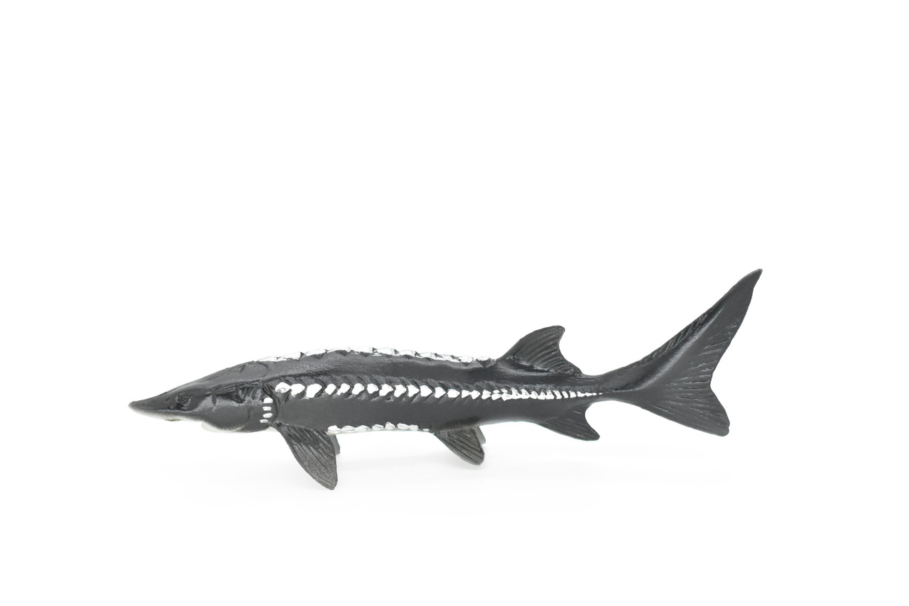 Sturgeon, Fish, Prehistoric, Very Realistic Rubber Reproduction, Hand Painted,    6"     CH024 BB72