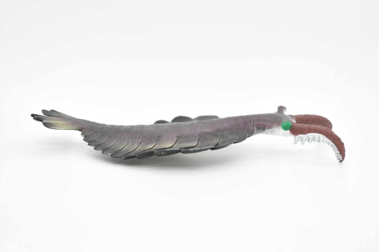 Anomalocaris, Prehistoric, Fossil, Arthropods, Museum Quality, Rubber, Hand Painted, Realistic Toy Figure, Diorama Model, Kids, Educational,  7 Inches.