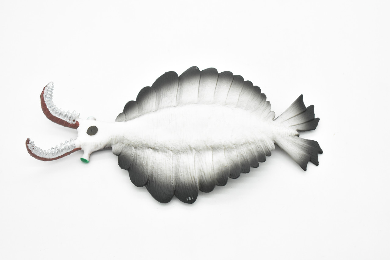 Anomalocaris, Prehistoric, Fossil, Arthropods, Museum Quality, Rubber, Hand Painted, Realistic Toy Figure, Diorama Model, Kids, Educational,  7 Inches.