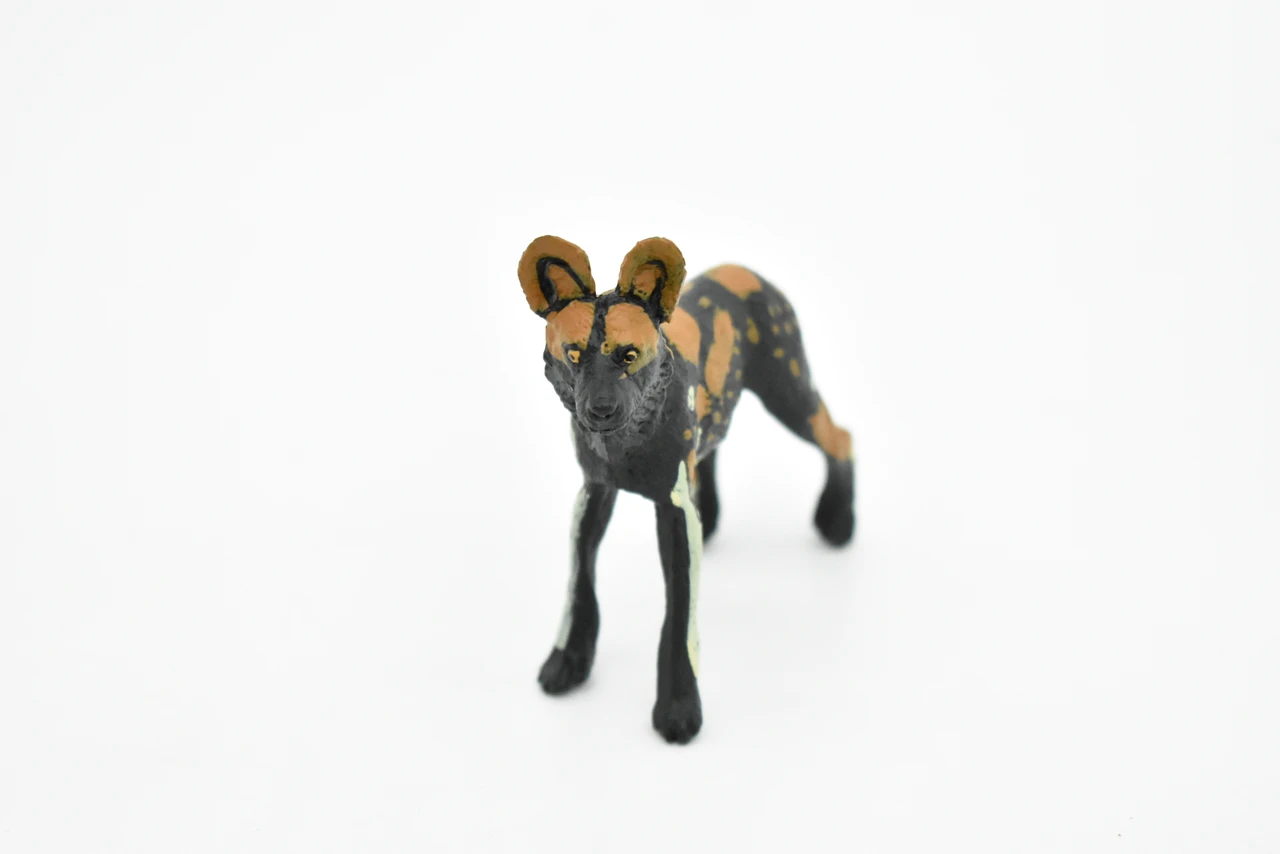 African Wild Dog, Painted Dog, Lycaon pictus, Museum Quality, Educational, Rubber Animal, Hand Painted, Realistic, Diorama Model, Toy, Kids,  4 Inches. 