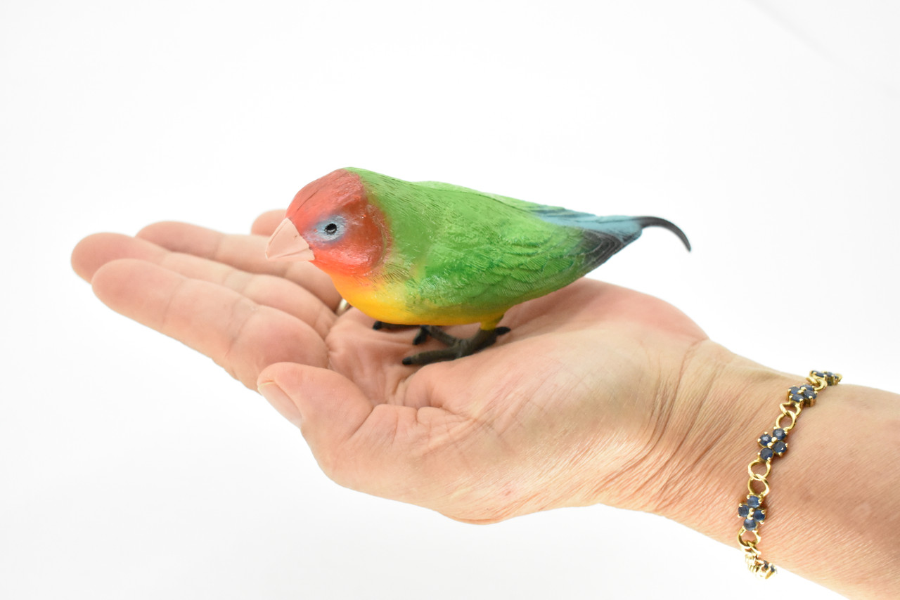 Lovebird Toy, Parrot, Bird, Very Realistic Rubber Figure, Model, Educational, Animal, Hand Painted Figurines,      5"    CH086 BB83