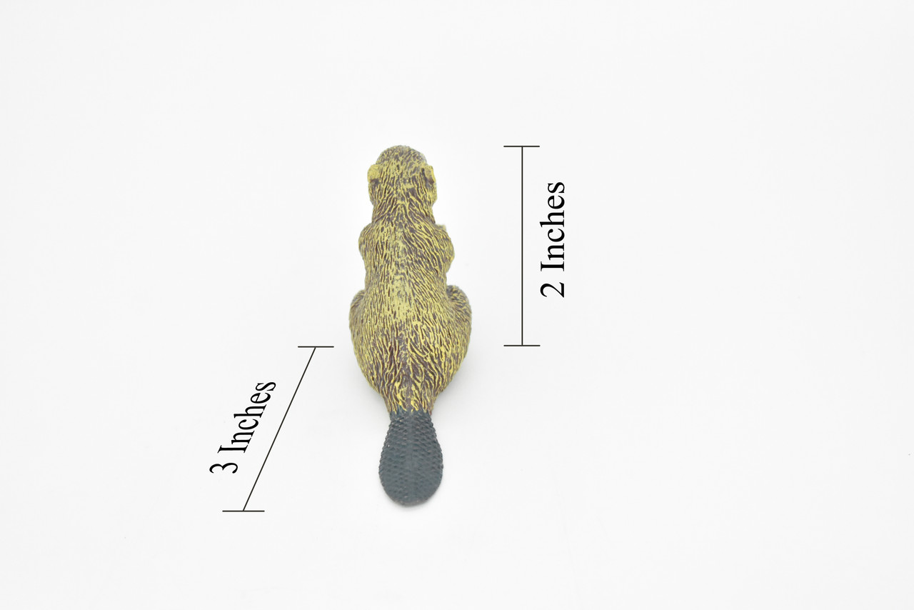 Beaver, Semiaquatic Rodents, Castor, Museum Quality, Hand Painted, Rubber Animal, Realistic Toy Figure, Diorama Model, Kids, Educational, Gift,    3 Inches.  